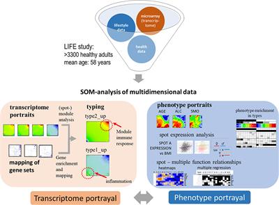 The Human Blood Transcriptome in a Large Population Cohort and Its Relation to Aging and Health